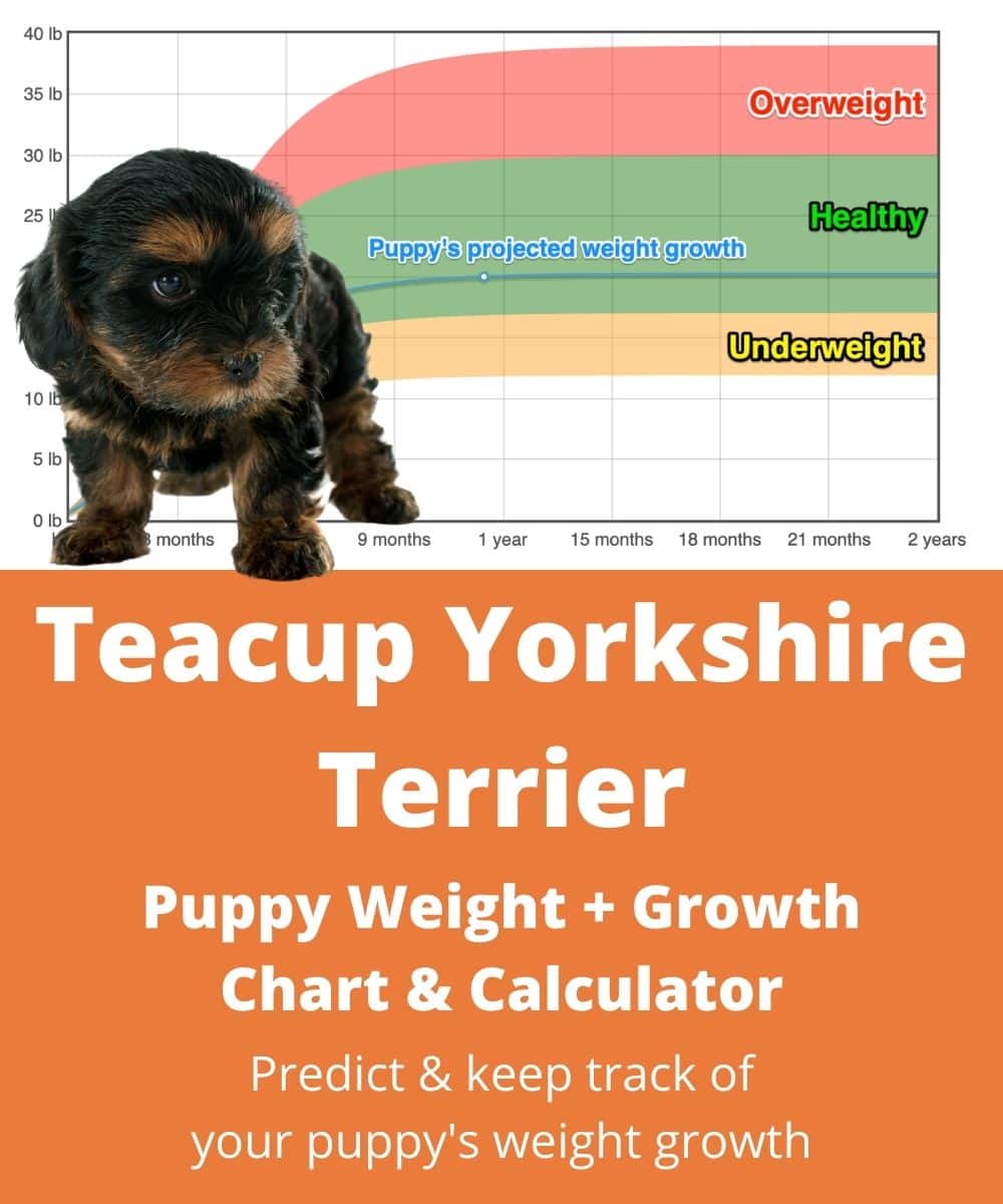 Teacup Yorkshire Terrier 
